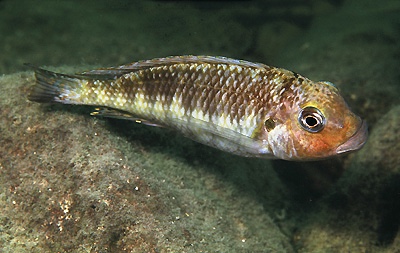 Interochromis loocki 'Chimba'